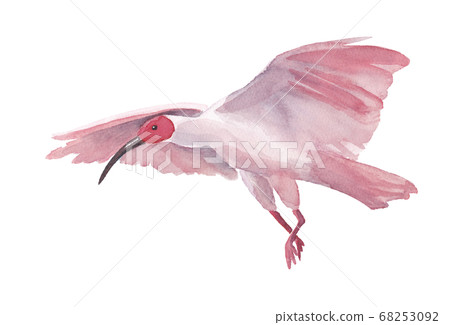 飛朱鷺的水彩插圖（矢量數據） 68253092