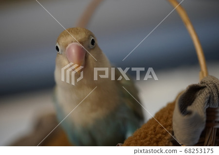 Button cork Button cork 68253175