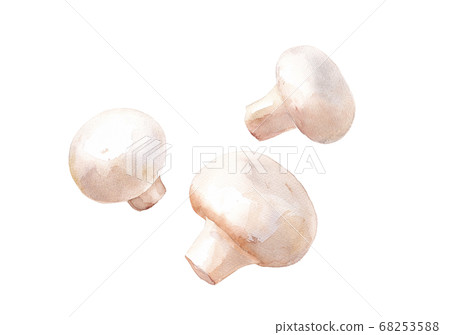 Watercolor illustration of white mushrooms Watercolor illustration of white mushrooms 68253588