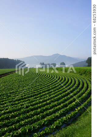Geometric plateau landscape created by lettuce field 68253930