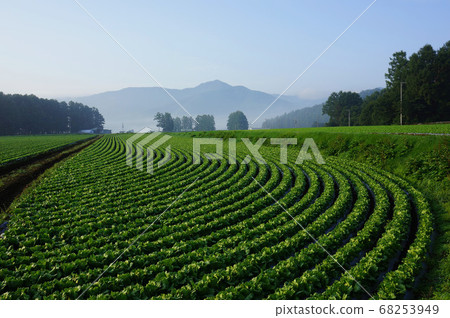 生菜場創建的幾何高原景觀 生菜場創建的幾何高原景觀 68253949