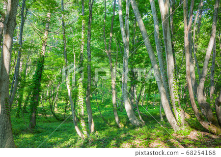 Fresh green forest [Otari village in early summer] 68254168