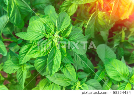 Green seedlings of basil. Close up photo of plants. selective focus. Basil leaves. copying space Green seedlings of basil. Close up photo of plants. selective focus. Basil leaves. copying space 68254484