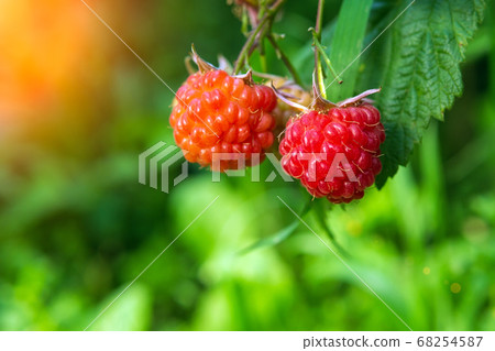 red raspberry berries hang on the branches. close-up red raspberry berries hang on the branches. close-up 68254587