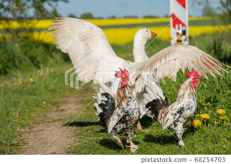 Roosters and white geese walk on a country road. Roosters and white geese walk on a country road. 68254703