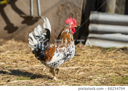 rooster goes to the hen house in the village 68254704