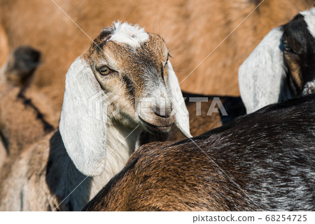 south african boer goat doeling portrait on nature 68254725