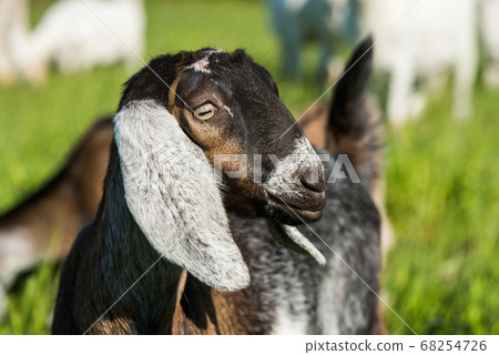 south african boer goat doeling portrait on nature south african boer goat doeling portrait on nature 68254726