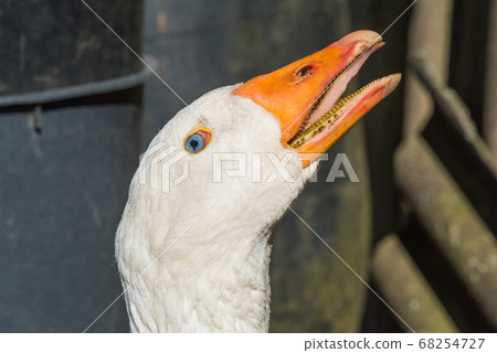 old white goose portait on nature outdoor 68254727
