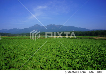八岳和大白菜田的高地風光 68254803