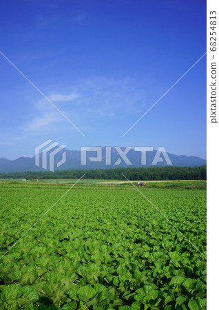 Highland scenery of Yatsugatake and Chinese cabbage field 68254813