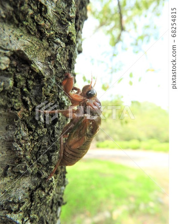 Minmin Semi larva climbing a tree Minmin Semi larva climbing a tree 68254815