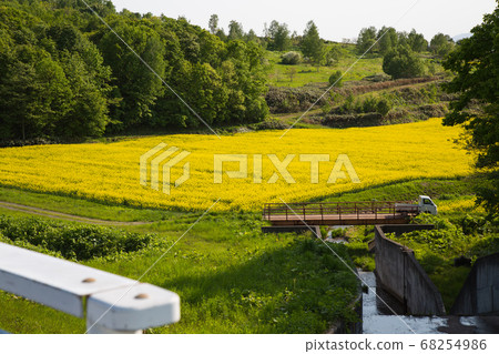 Rape blossom festival 68254986