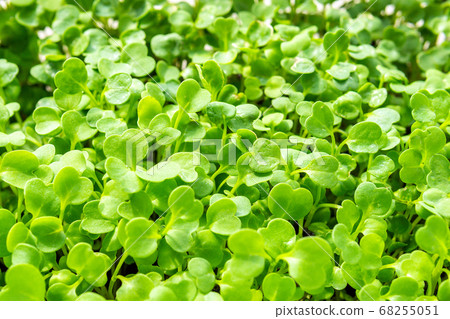micro green background texture, growing organic products at home. selective focus 68255051
