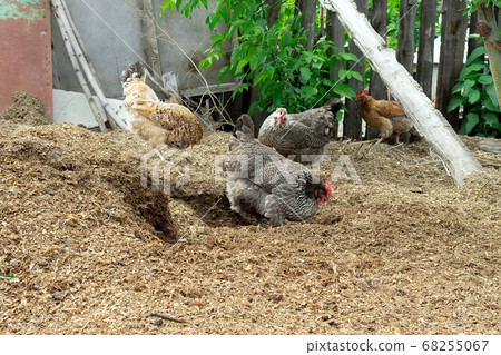 black and white chicken on an organic farm, grazing on a meadow. Organic farming, animal black and white chicken on an organic farm, grazing on a meadow. Organic farming, animal 68255067