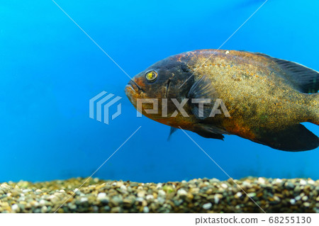 Astronotus ocellatus is a popular aquarium fish in the cichlid family. in the aquarium. selective focus Astronotus ocellatus is a popular aquarium fish in the cichlid family. in the aquarium. selective focus 68255130