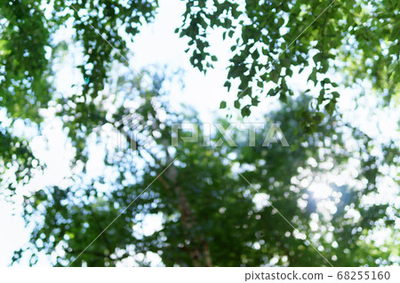 nature view of green leaf on blurred greenery background in garden green plants landscape, ecology, fresh. 68255160