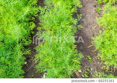 Carrot plant growing in earth, organic farming, rows in the field, closeup Carrot plant growing in earth, organic farming, rows in the field, closeup 68255161