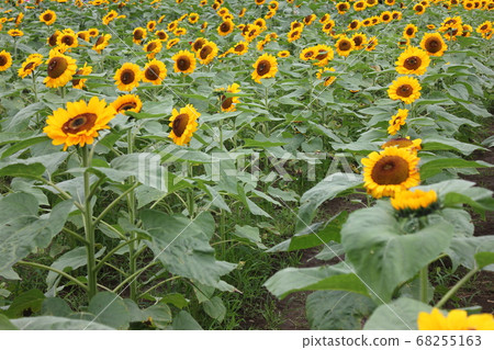向日葵田-******向日葵flowers ***** 68255163
