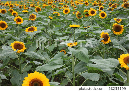Sunflower field-****** Sunflower ❜s***** 68255199