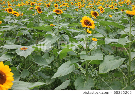 Sunflower field-****** Sunflower ❜s***** 68255205