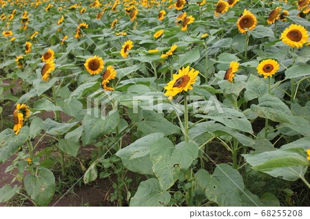 Sunflower field-****** Sunflower ❜s***** 68255208