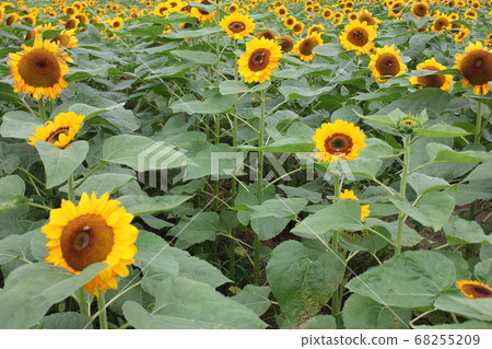Sunflower field-****** Sunflower ❜s***** 68255209