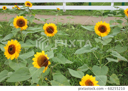 Sunflower field-****** Sunflower ❜s***** Sunflower field-****** Sunflower ❜s***** 68255210