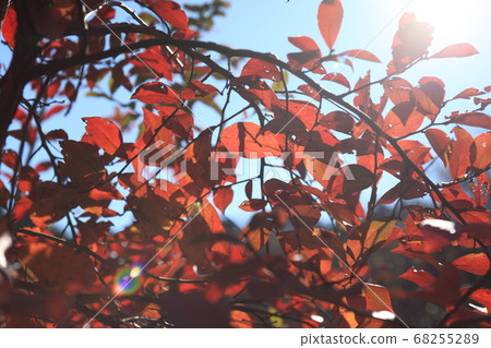 Daeda Dunziae Daeda Dunziae 68255289