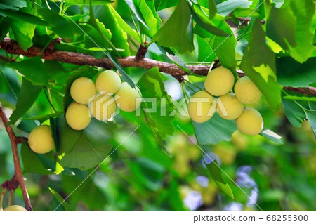 Ginnan of fruitful summer Ginnan of fruitful summer 68255300