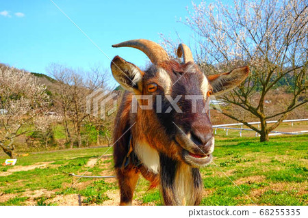高山山羊 68255335