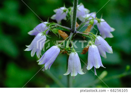 Tuliganinjin花 Tuliganinjin花 68256105