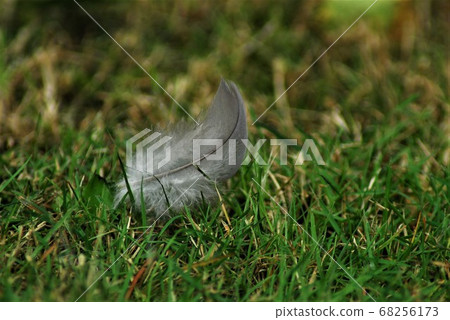 gray feather on green grass as a close-up 68256173