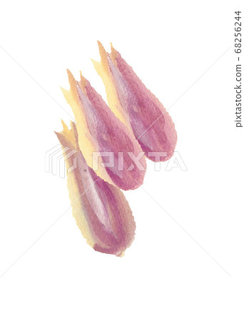 Myoga水彩手繪 Myoga水彩手繪 68256244