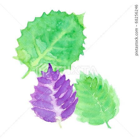 紫蘇水彩手繪 紫蘇水彩手繪 68256246