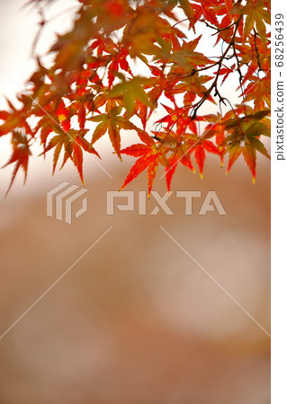 秋天楓葉特寫 秋天楓葉特寫 68256439