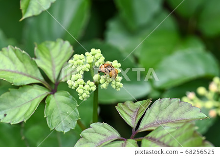 Kigoshishana 68256525