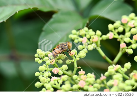 Kigoshishana 68256526