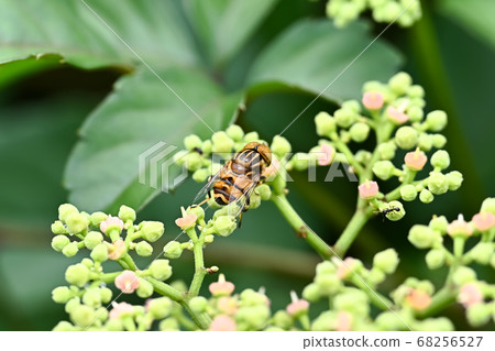 Kigoshishana 68256527