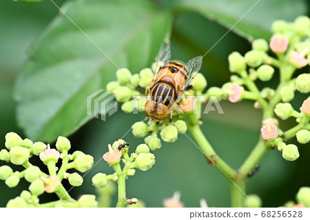 Kigoshishana 68256528