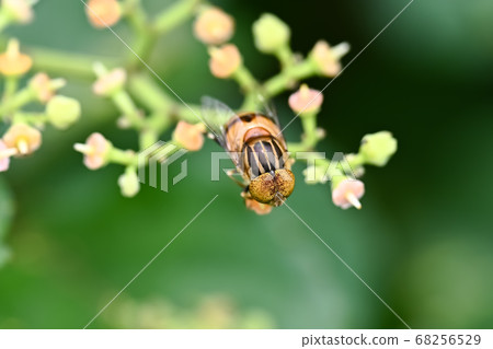 Kigoshishana 68256529