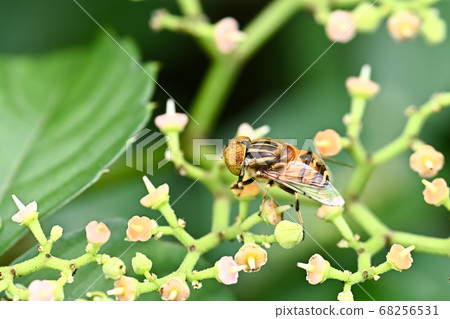 Kigoshishana 68256531