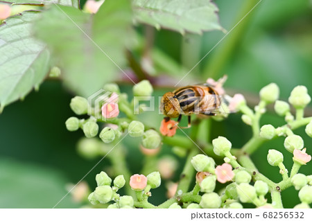 Kigoshishana 68256532