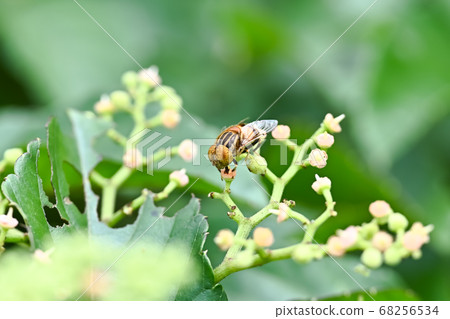 Kigoshishana 68256534