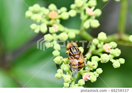 Kigoshihanaabu 68256537