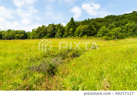 Summer Tamahara Mire 68257127