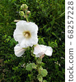 one white mallow 68257228