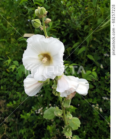 one white mallow 68257228