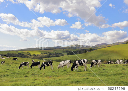 北海道龜石hor奈泰高原牧場可愛的牛肉 68257296