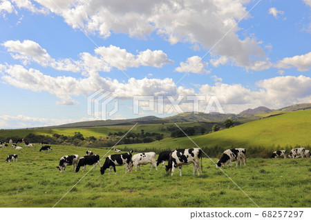 Hokkaido Kamishihoro Naitai Kogen Ranch Cute Beef 68257297